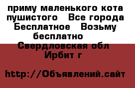 приму маленького кота пушистого - Все города Бесплатное » Возьму бесплатно   . Свердловская обл.,Ирбит г.
